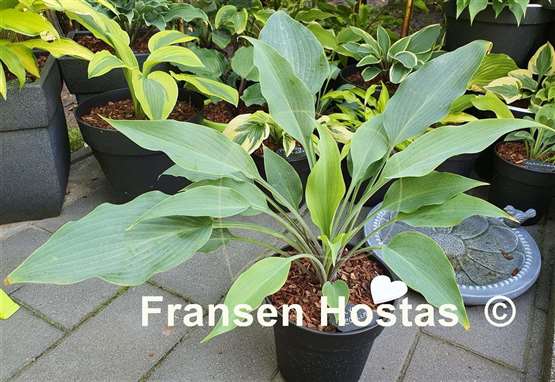 Hosta Silver Wedding